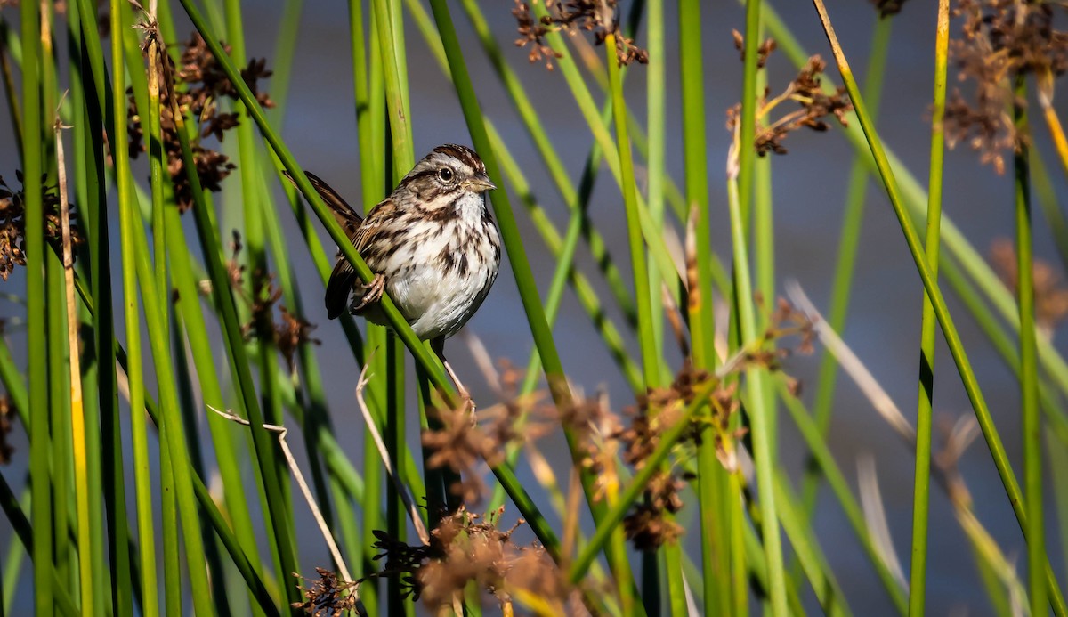 Song Sparrow - ML645847657