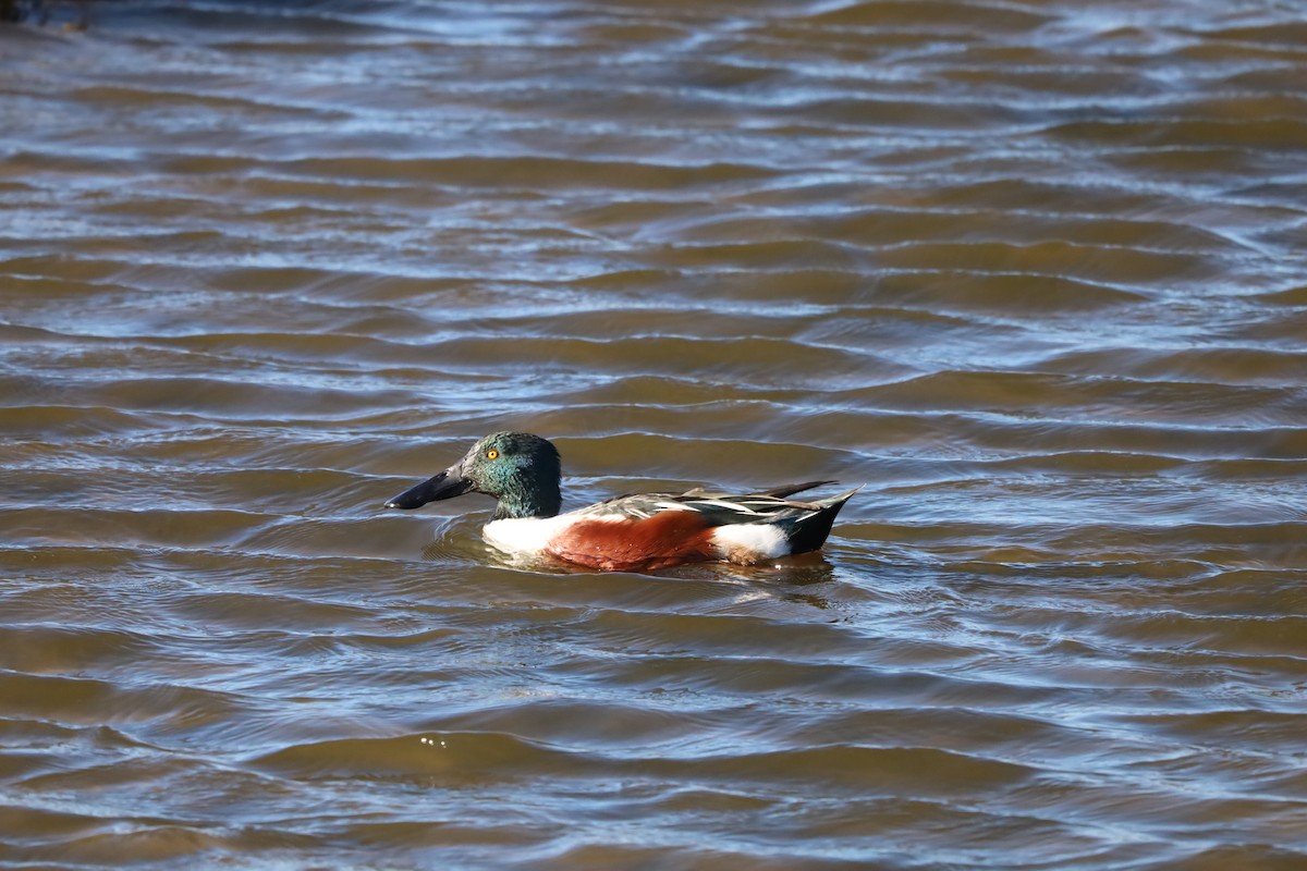 琵嘴鴨 - ML645847658