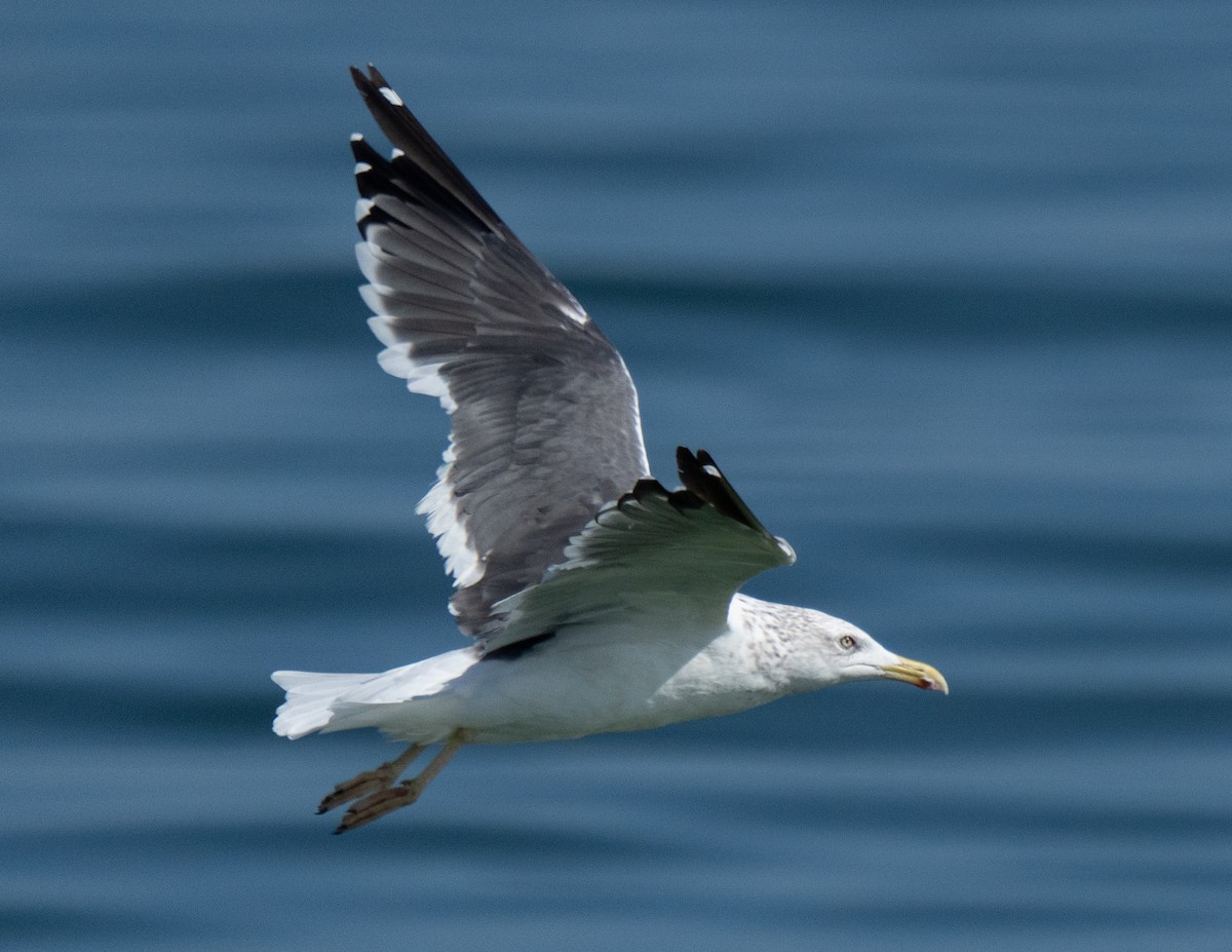 小黑背鷗 - ML645847661