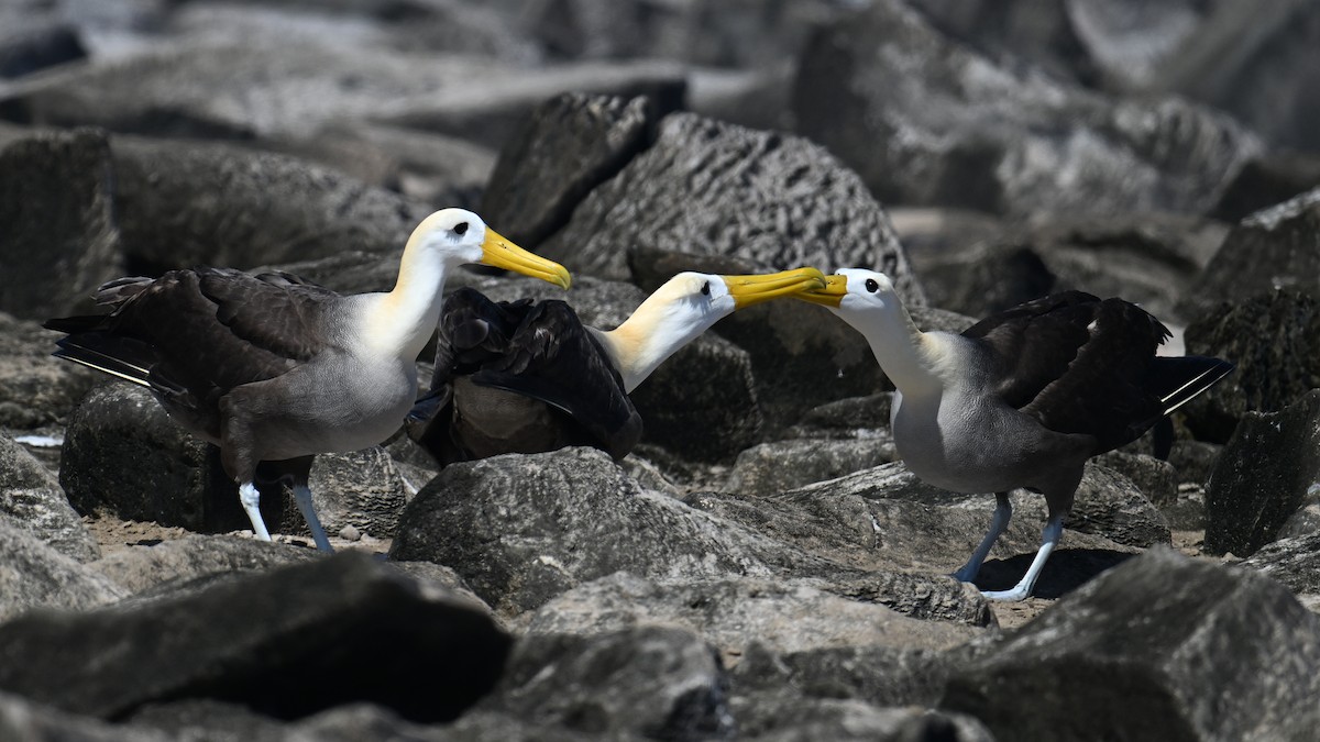 Waved Albatross - ML645847668