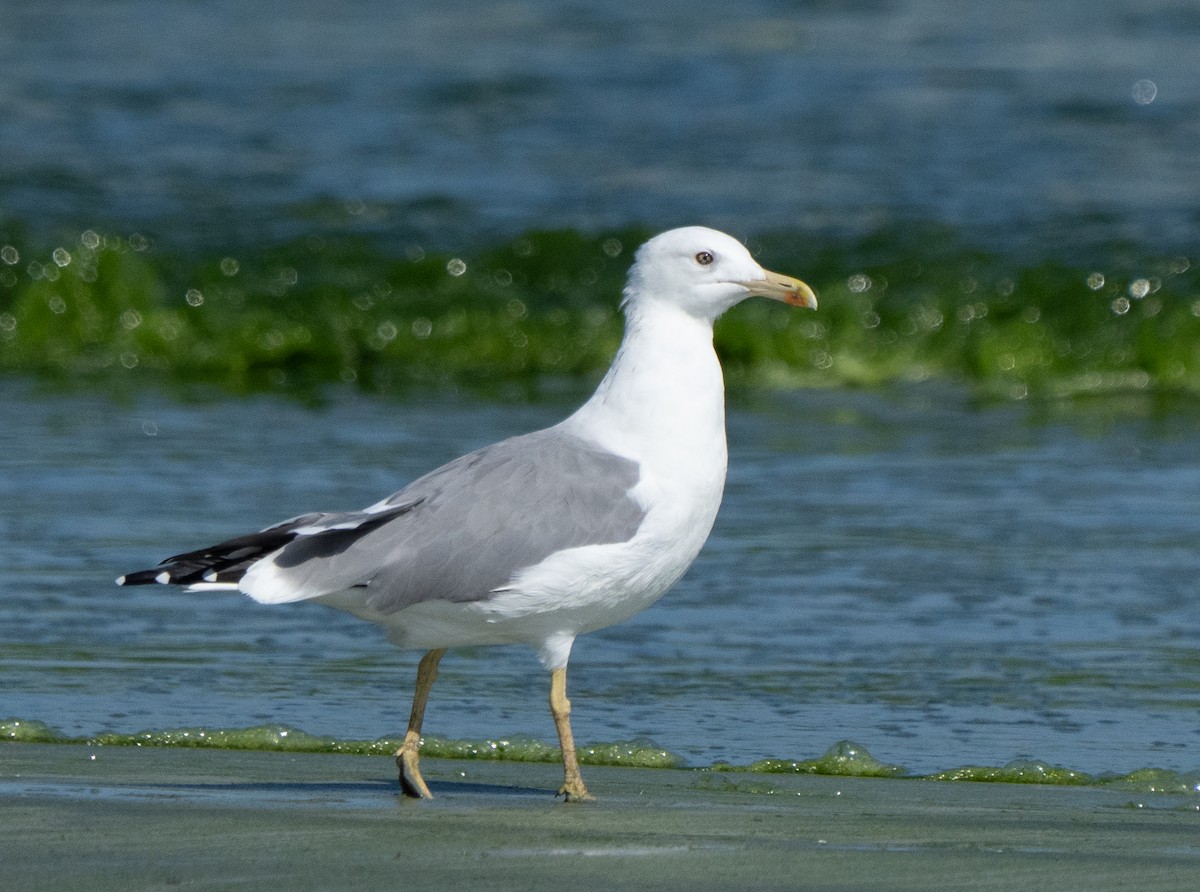 小黑背鷗 - ML645847670