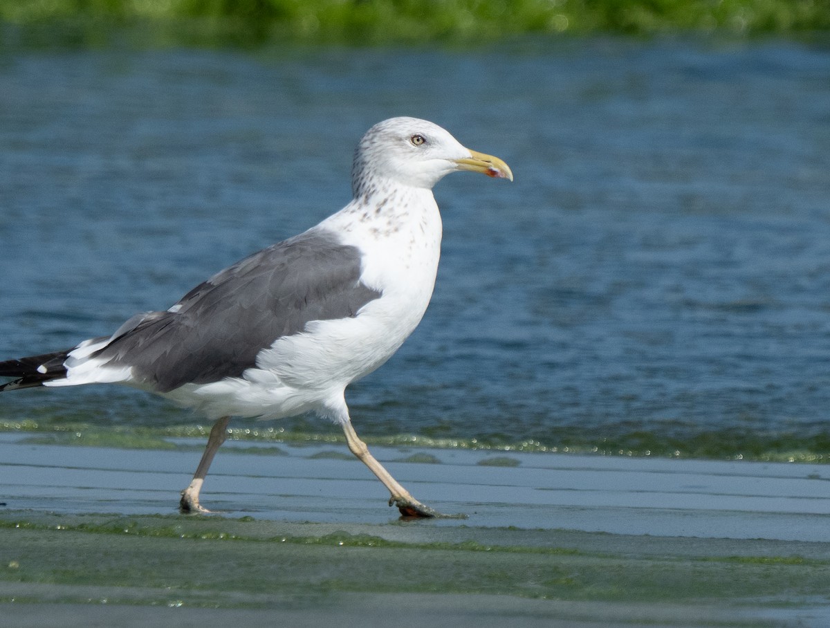 小黑背鷗 - ML645847671
