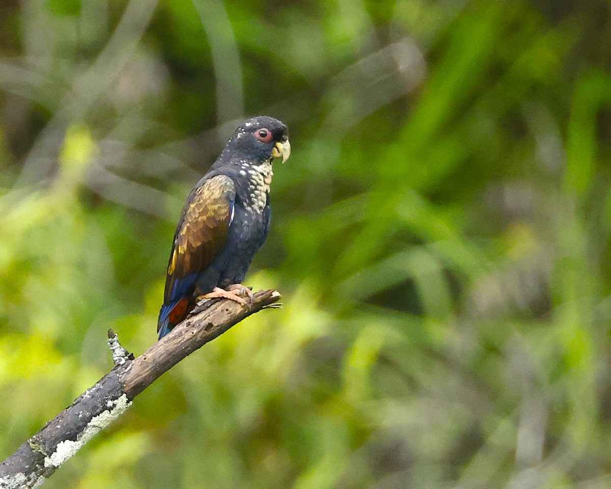 Bronze-winged Parrot - ML645847672