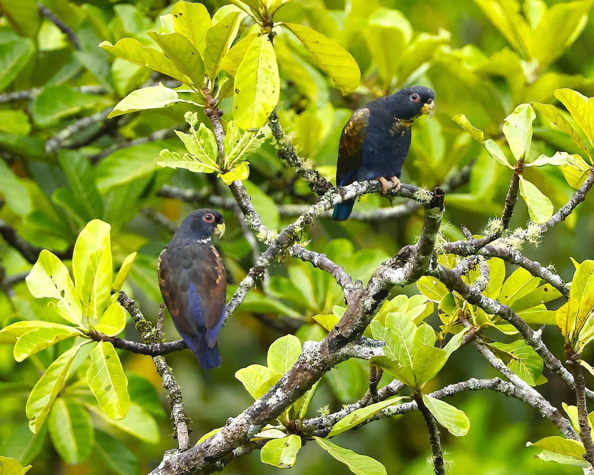 Bronze-winged Parrot - ML645847673