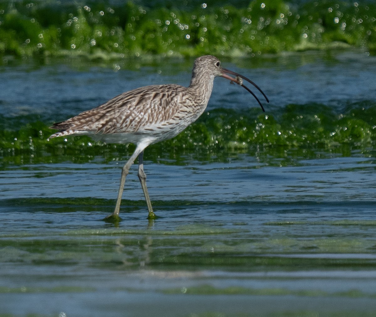 大杓鷸 - ML645847675