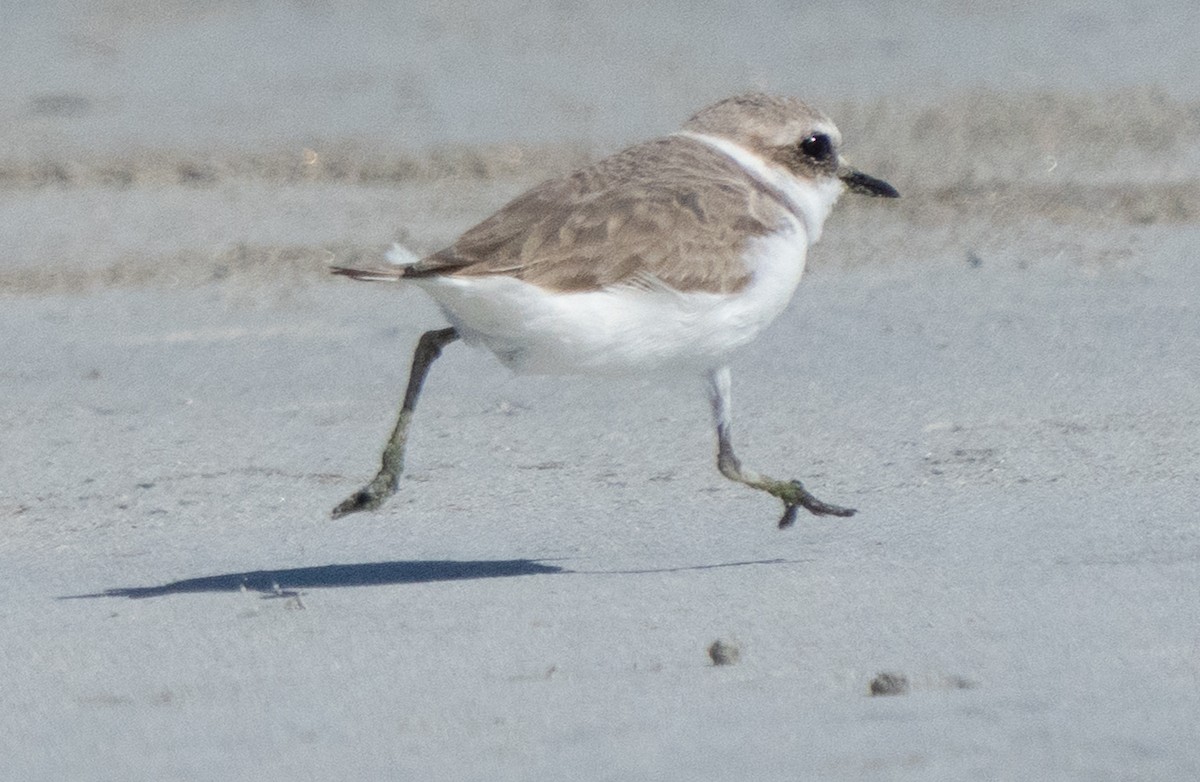 青藏鴴 - ML645847678