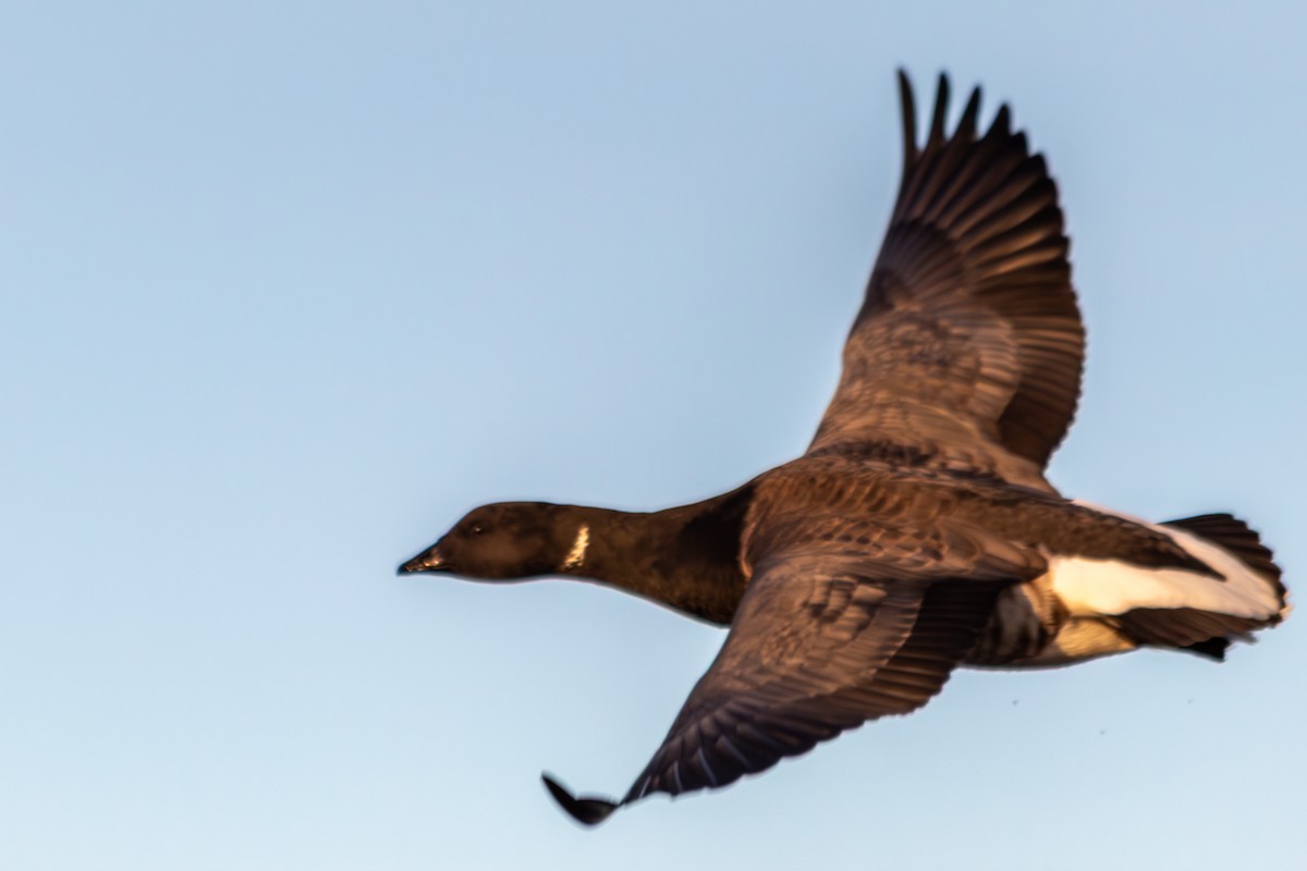 Brant (Pale-bellied) - ML645847679