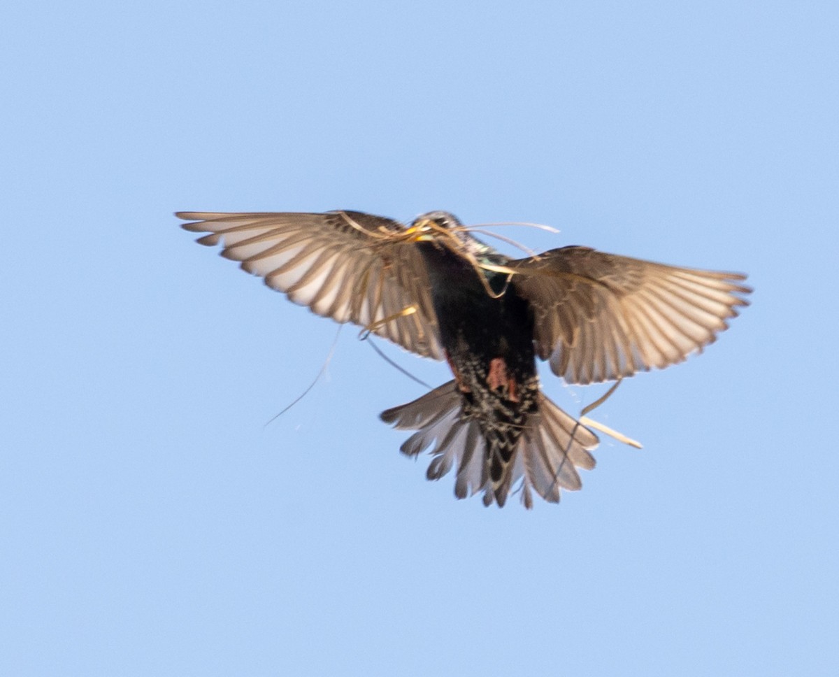 歐洲椋鳥 - ML645847681