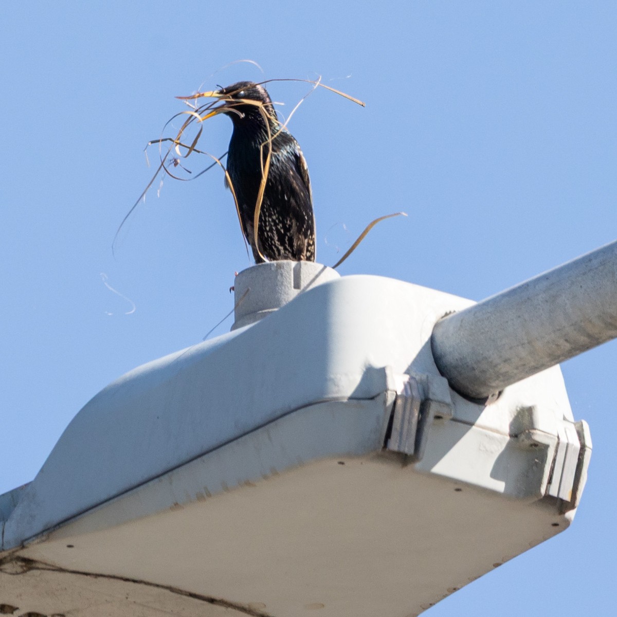 歐洲椋鳥 - ML645847682