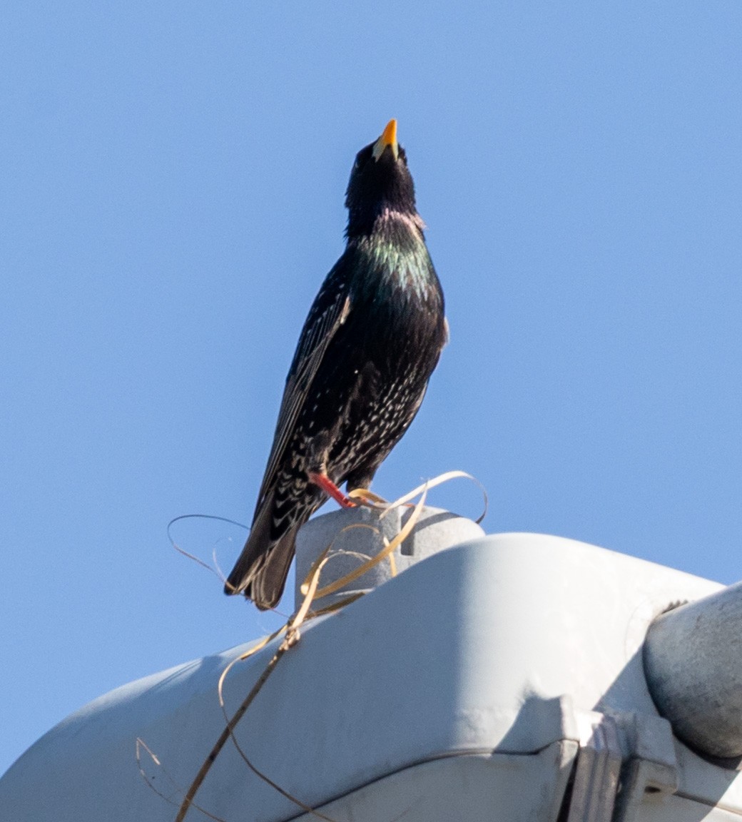 歐洲椋鳥 - ML645847683