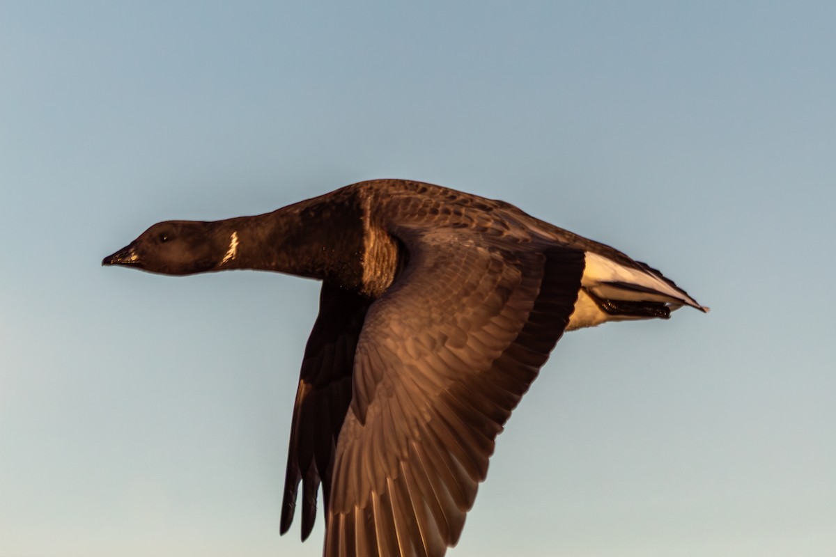 Brant (Pale-bellied) - ML645847684