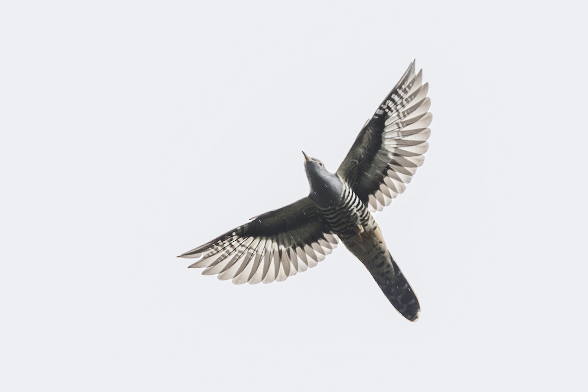 Sunda Cuckoo - ML645847686