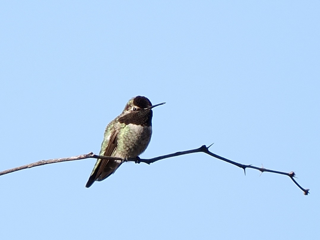 Anna's Hummingbird - ML645847687
