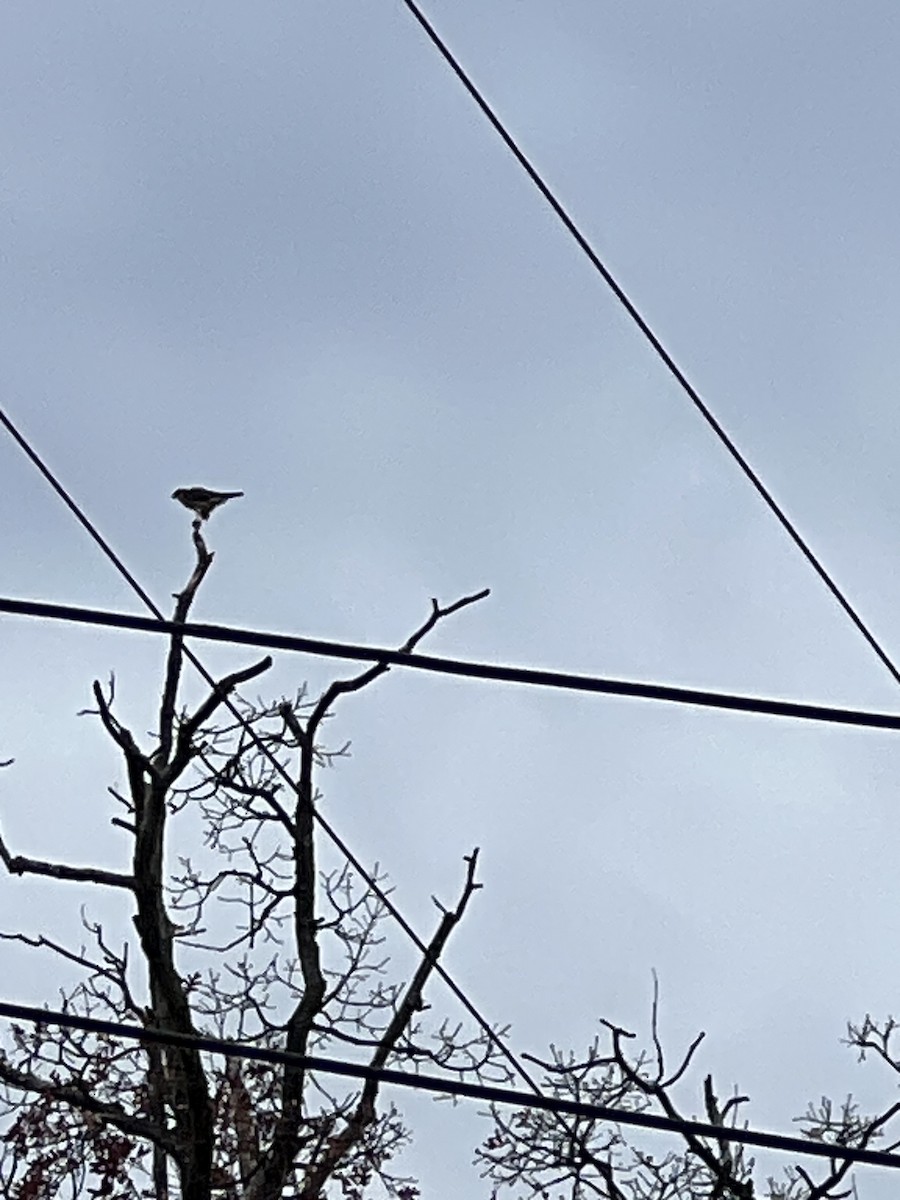 Merlin - ML645847689