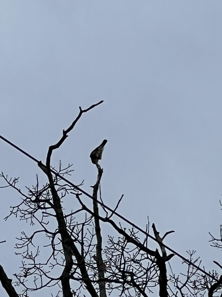 Merlin - ML645847690