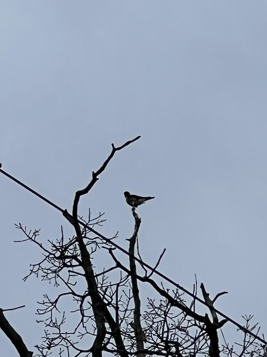 Merlin - ML645847691