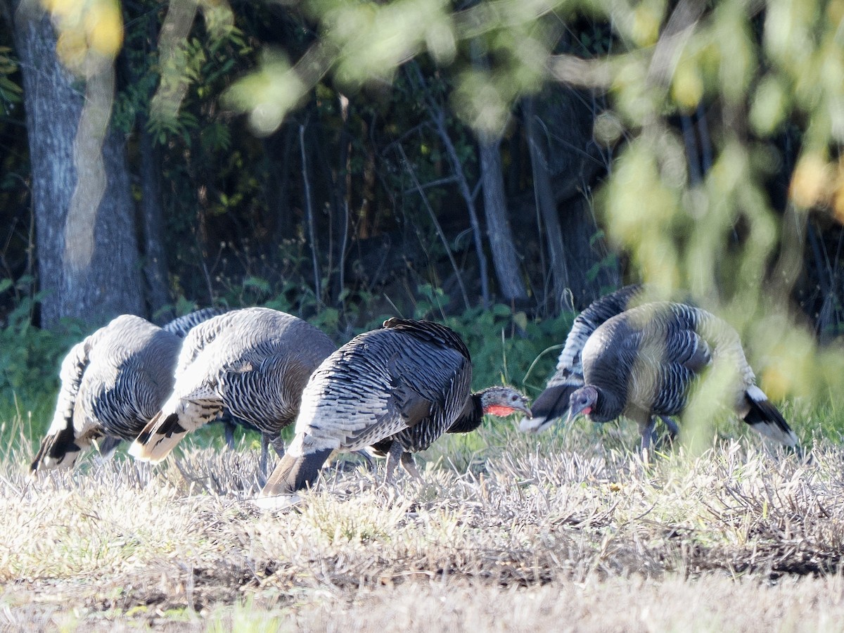 Wild Turkey - ML645847708