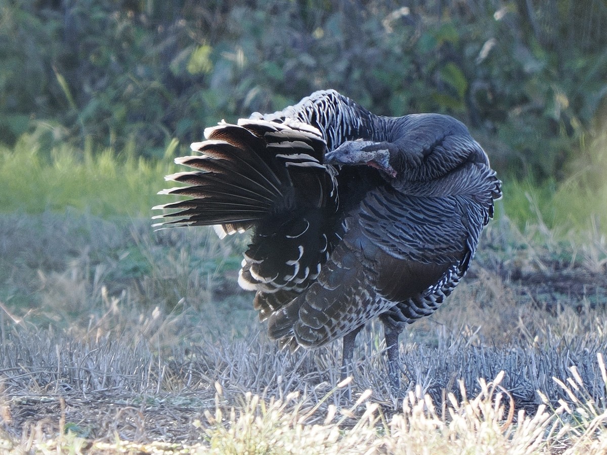 Wild Turkey - ML645847709