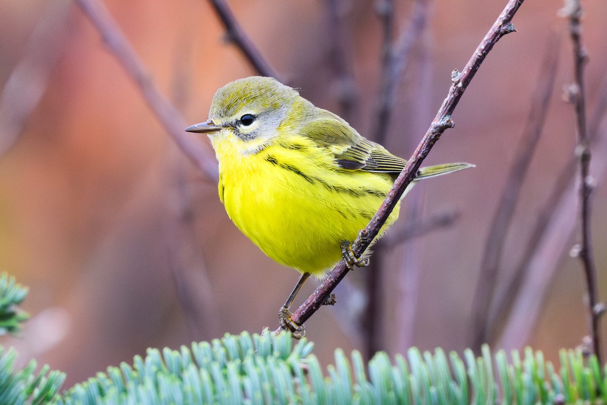 Prairie Warbler - ML645847710