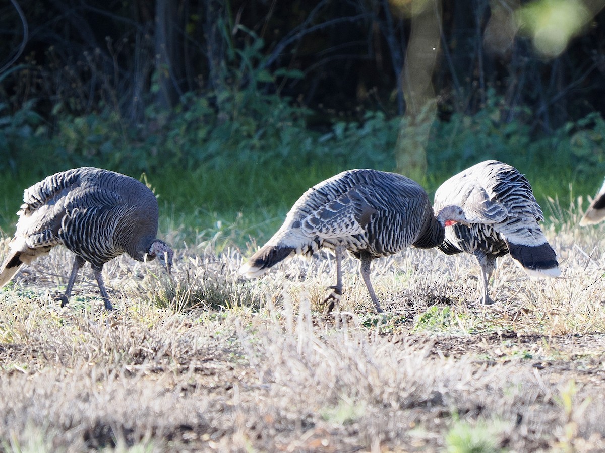 Wild Turkey - ML645847711
