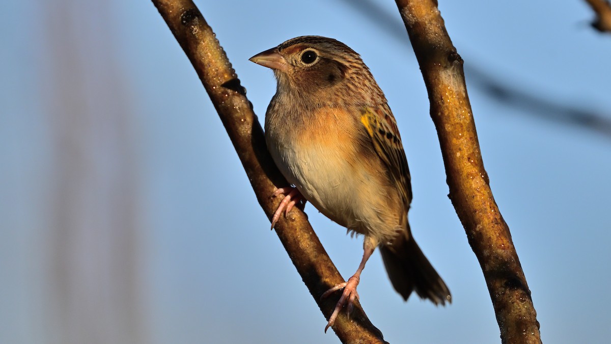 Grasshopper Sparrow - ML645847713