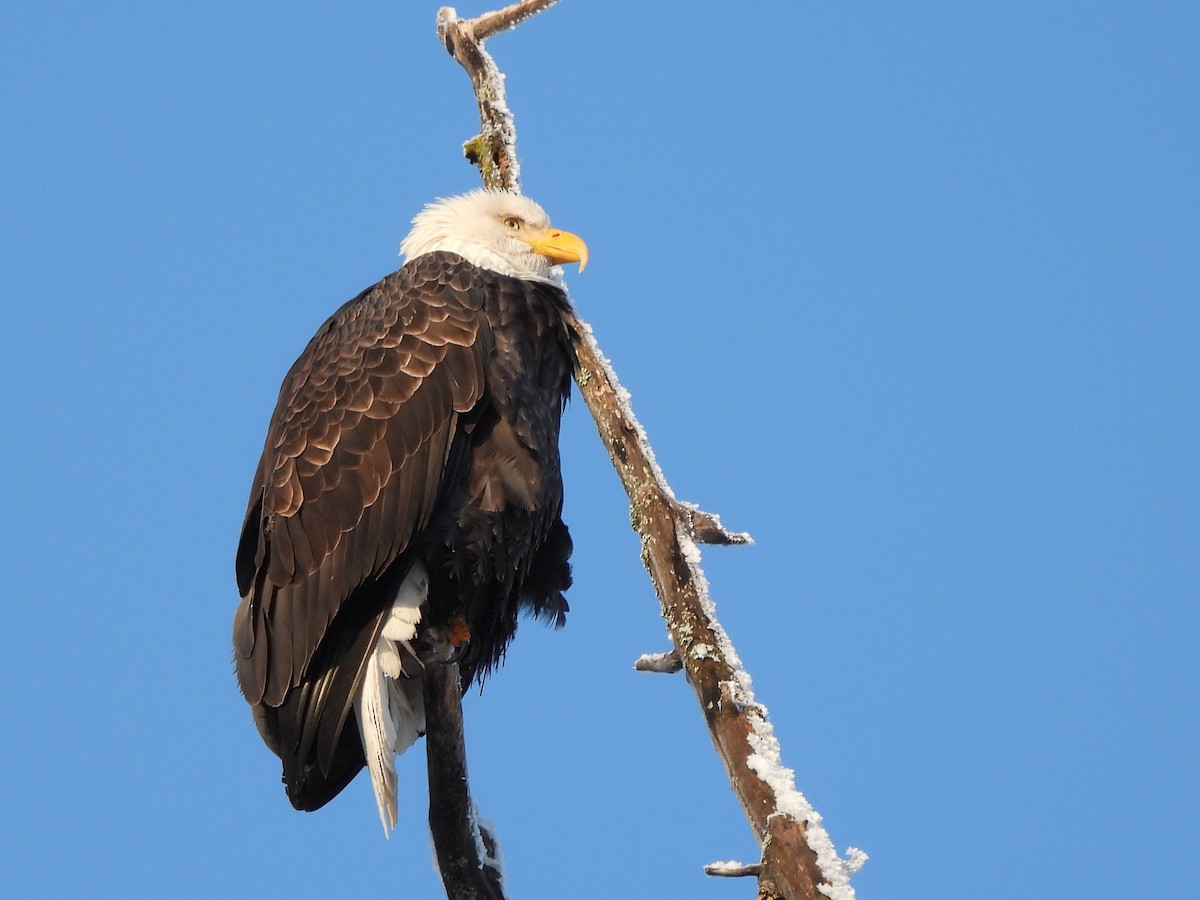 Bald Eagle - ML645847716