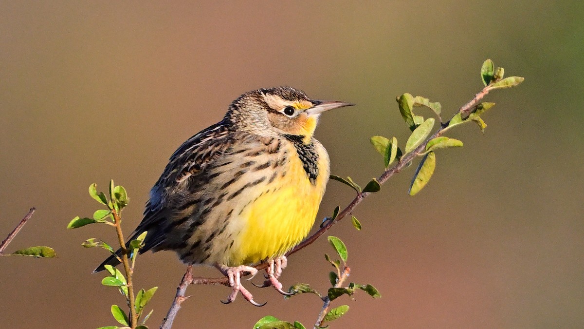 Eastern Meadowlark - ML645847727