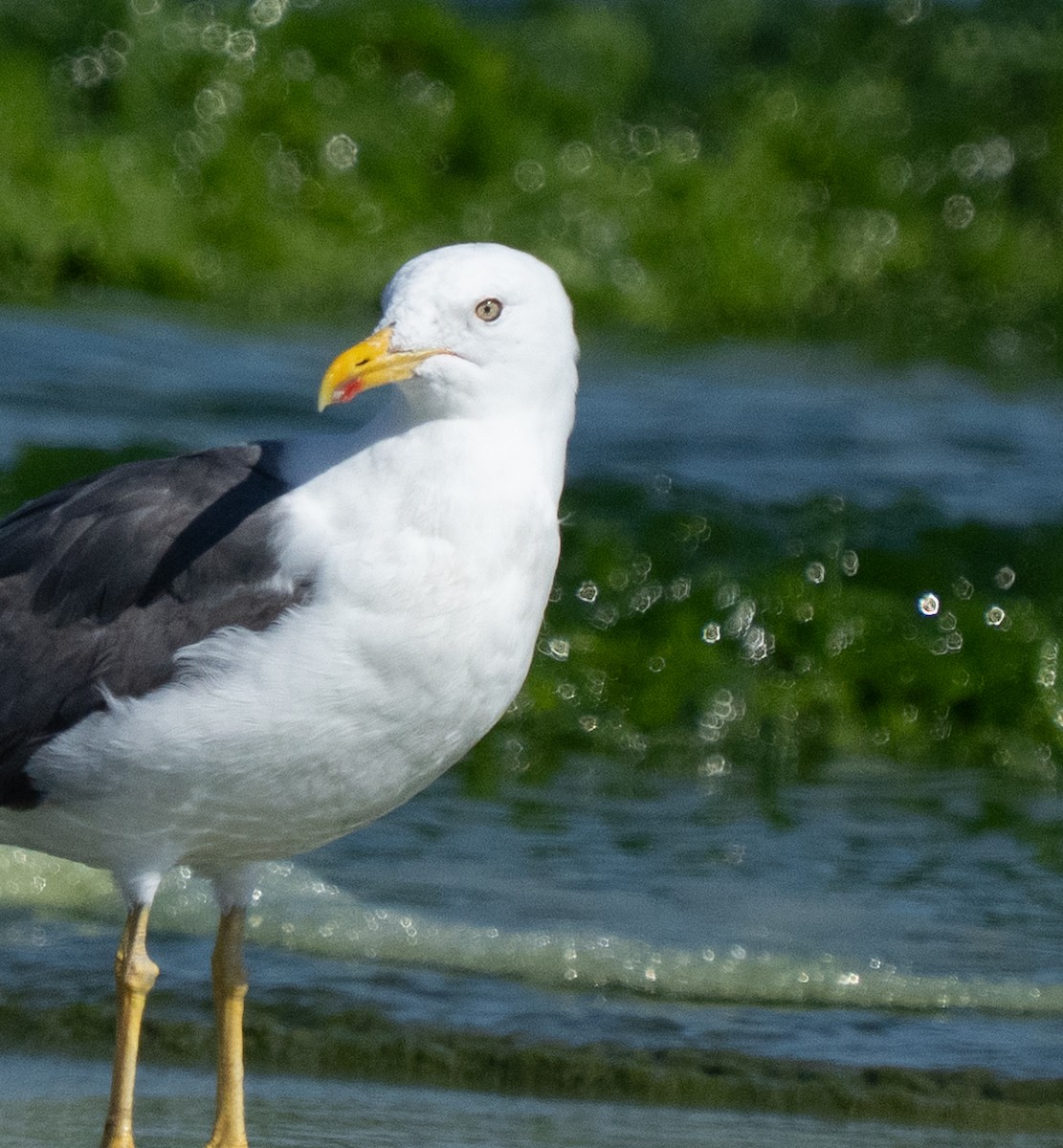 Zafferano - ML645847728