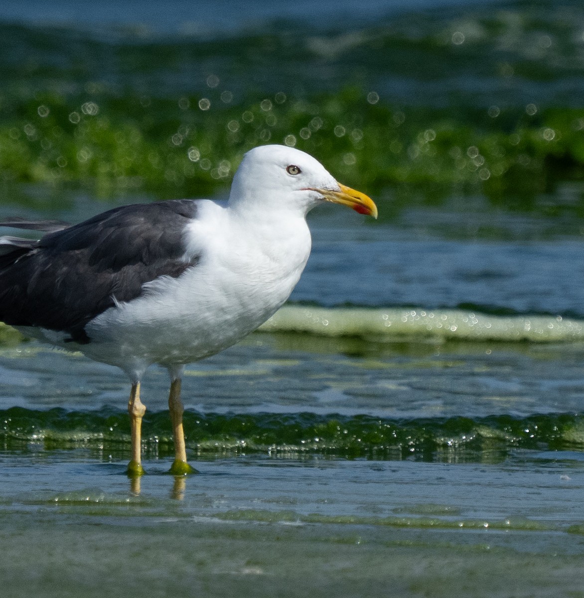 Zafferano - ML645847729