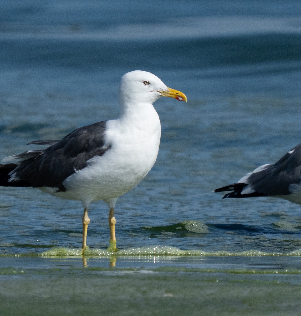 Zafferano - ML645847730