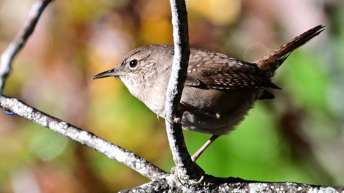 Northern House Wren - ML645847738