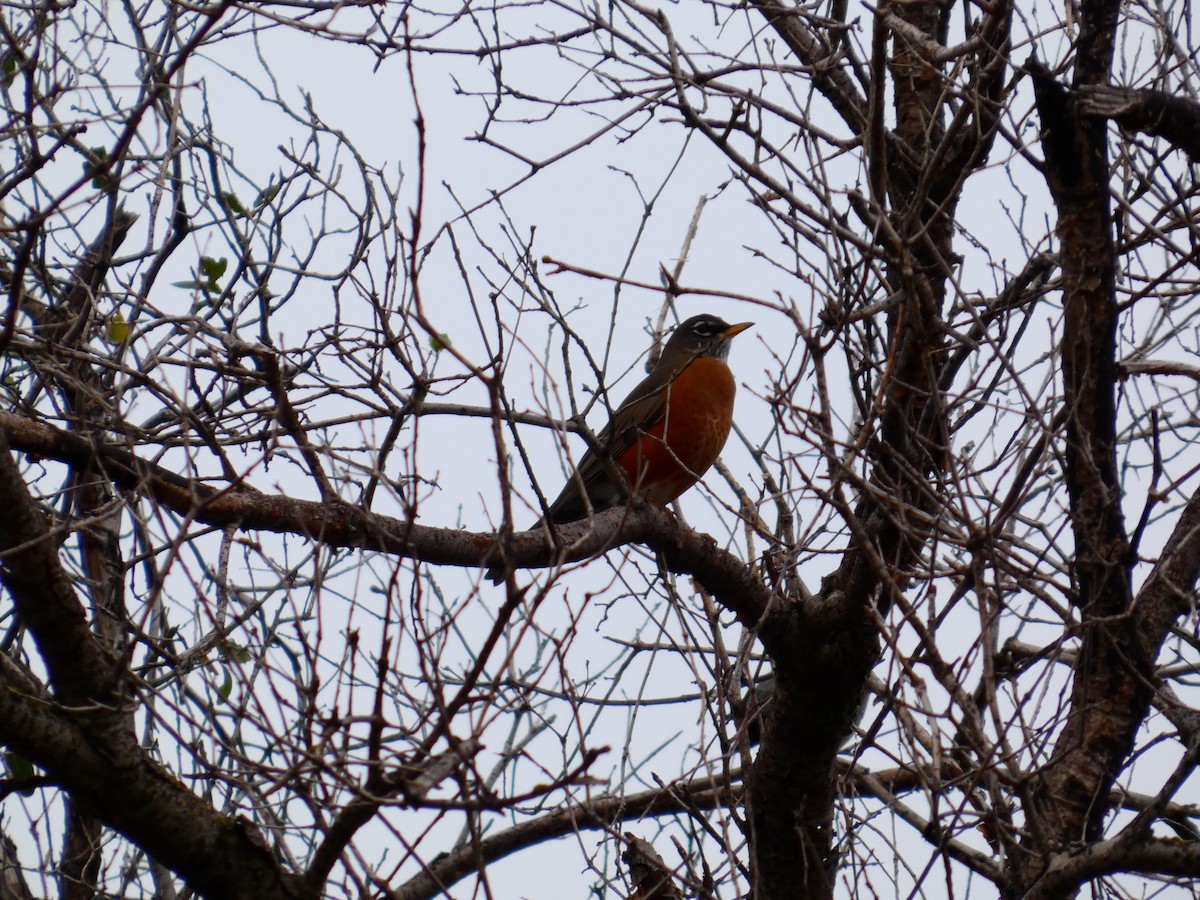 American Robin - ML645847740