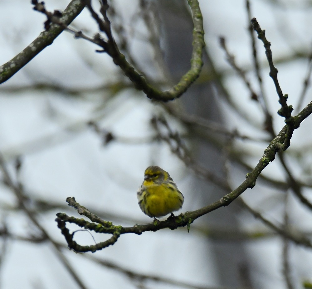 Girlitz - ML645847742