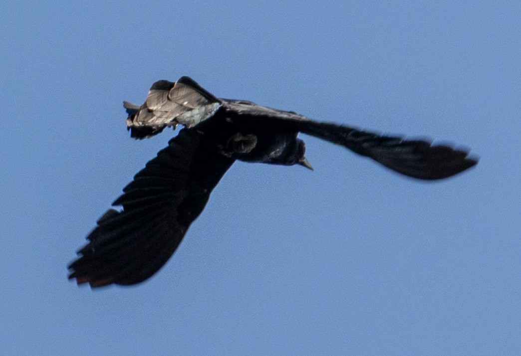 Great-tailed Grackle - ML645847761