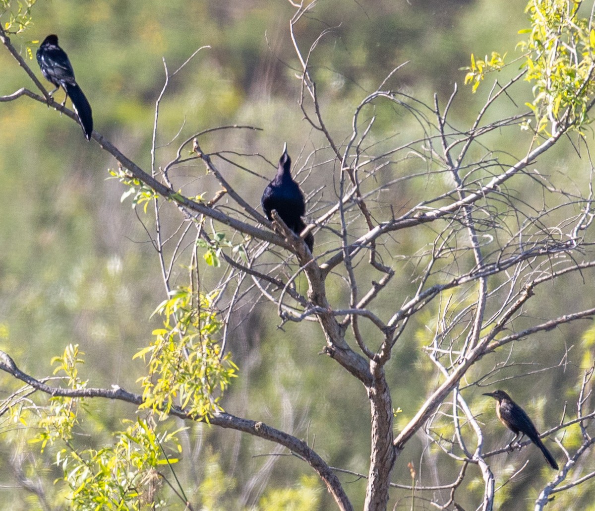 Great-tailed Grackle - ML645847762