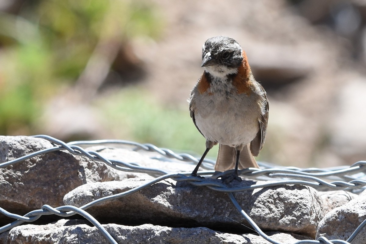 Morgenammer - ML645847770