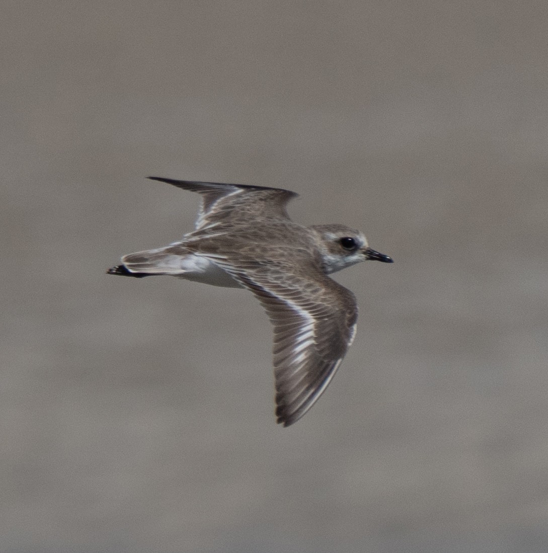 Tibet Cılıbıtı - ML645847774