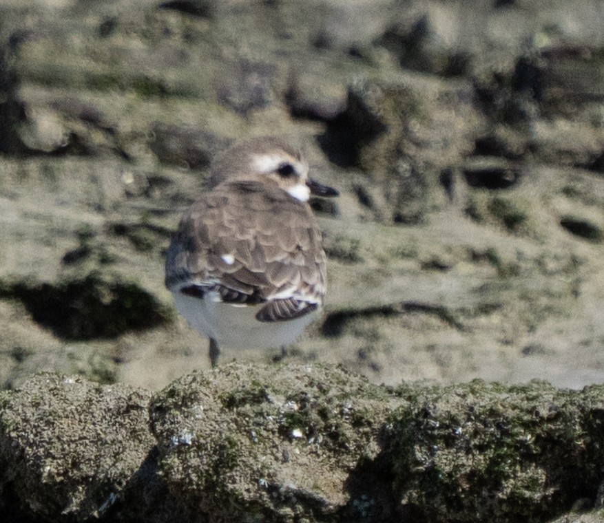 Tibet Cılıbıtı - ML645847775