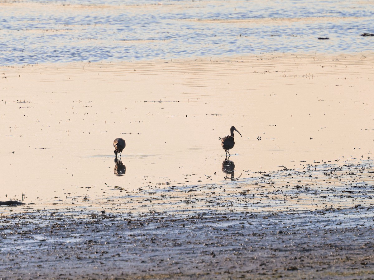 Glossy Ibis - ML645847776