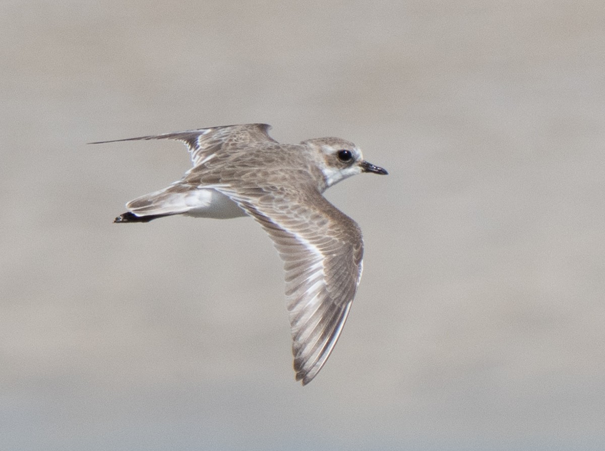 Tibet Cılıbıtı - ML645847777