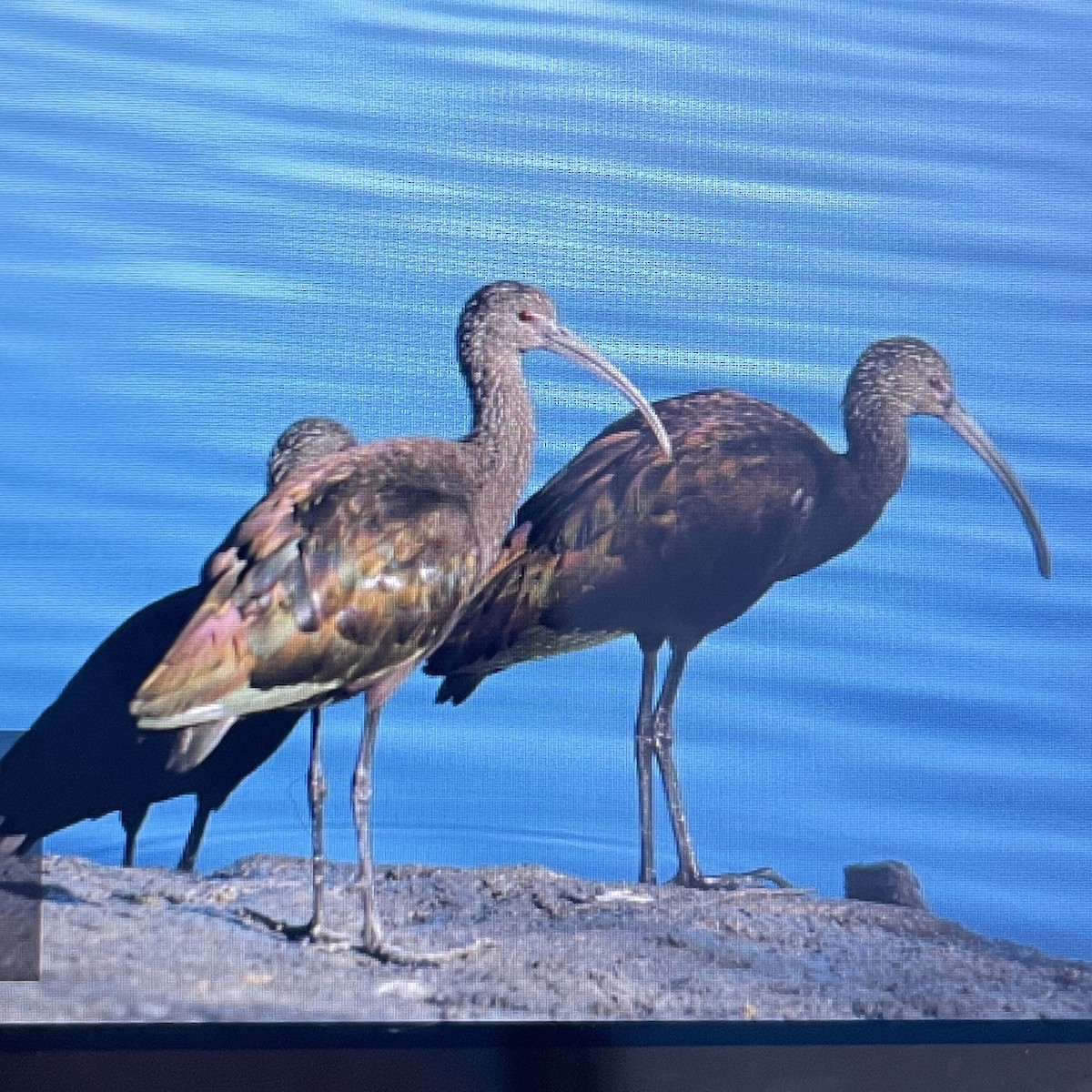 Beltzaran musuzuria - ML645847779