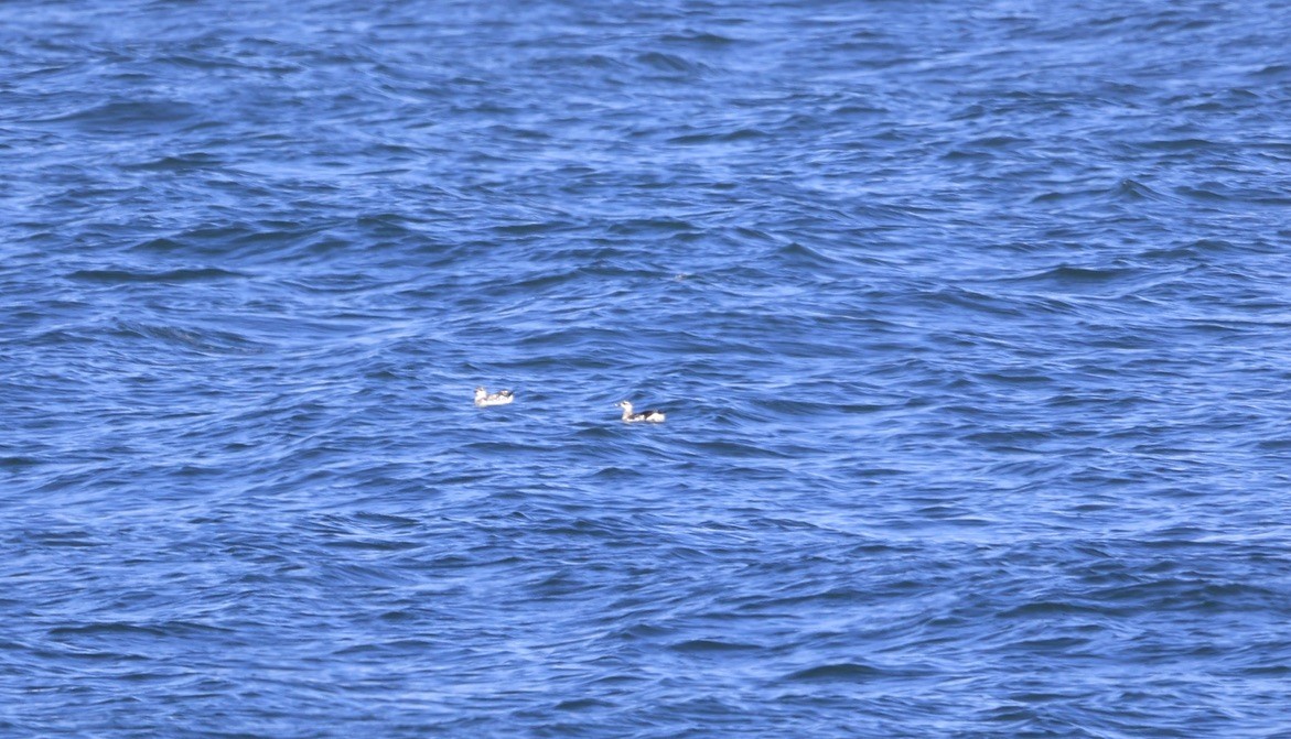 Black Guillemot - ML645847780