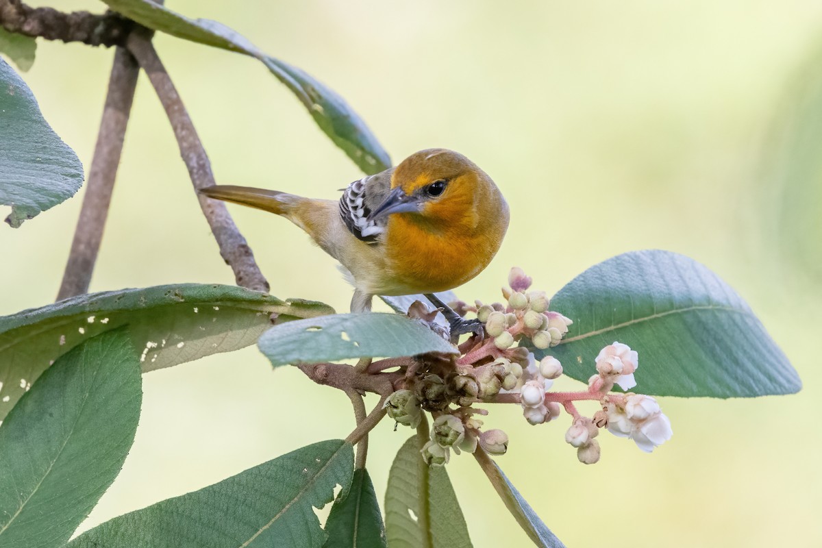 Балтиморский трупиал - ML645847796