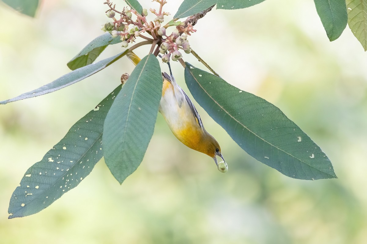 Балтиморский трупиал - ML645847800