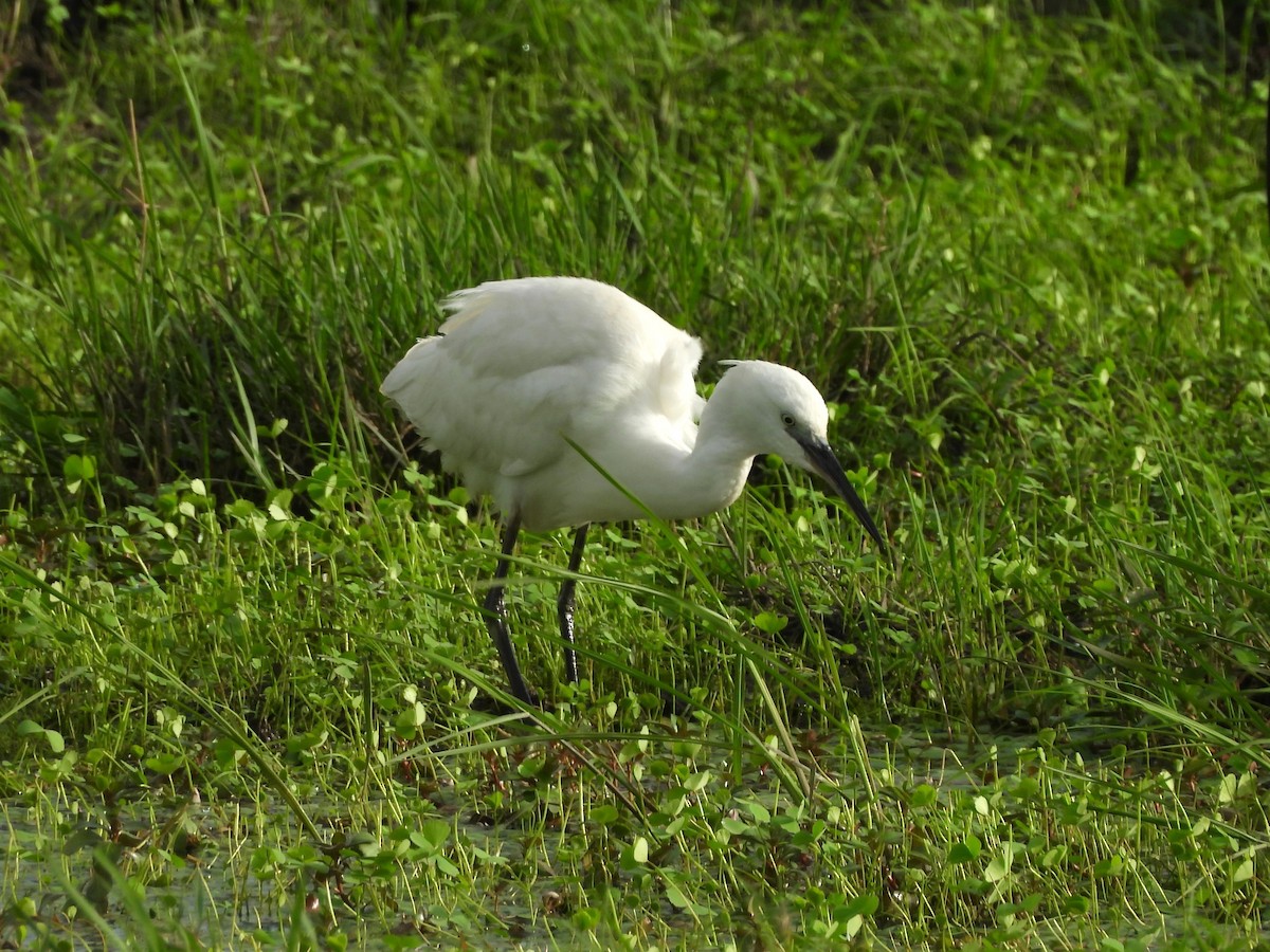 Aigrette garzette - ML645847810