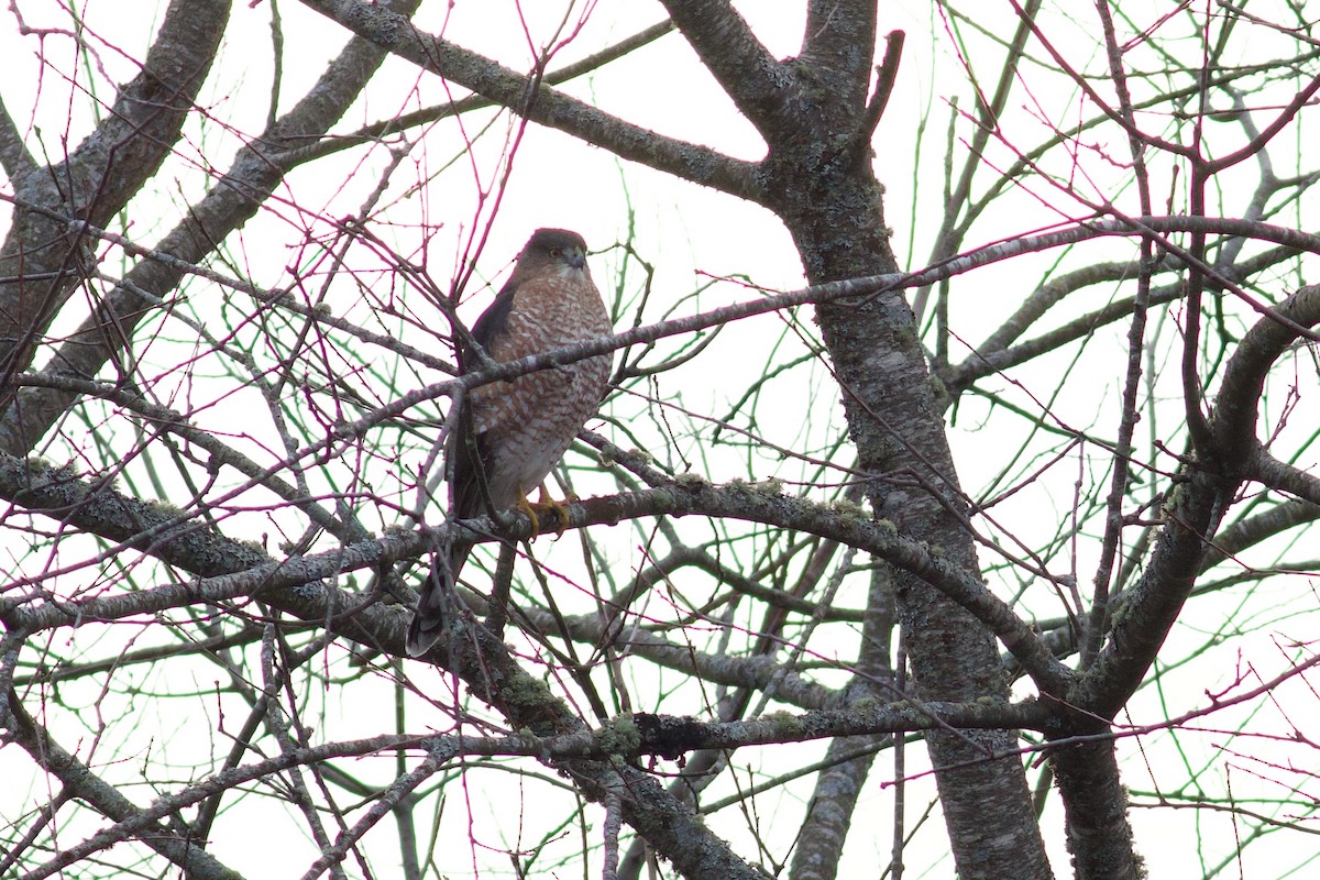 Cooper's Hawk - ML645847813