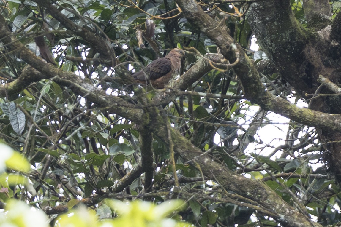 Little Cuckoo-Dove - ML645847814