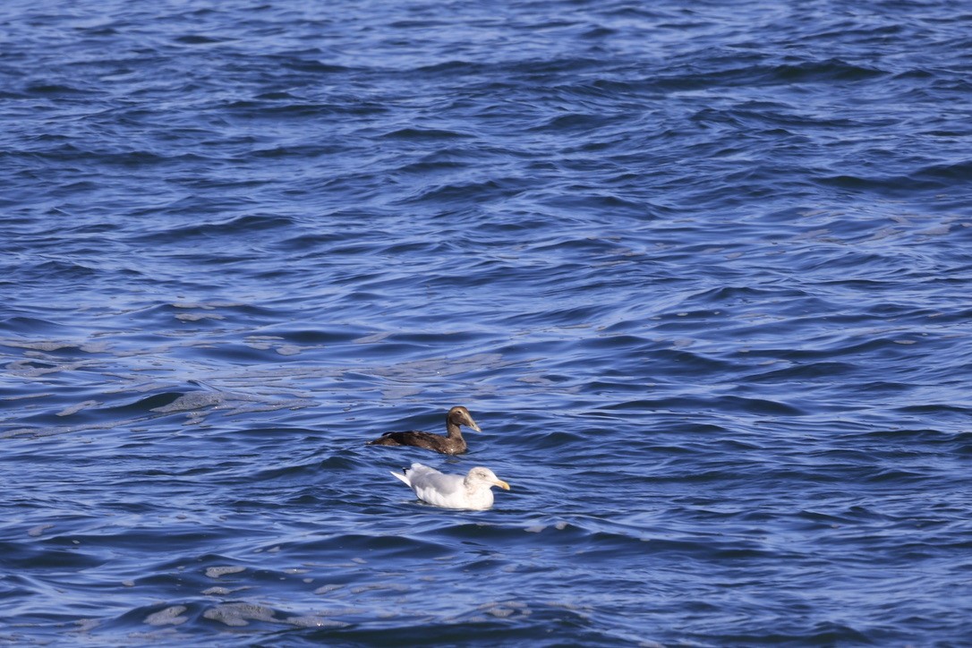 Common Eider - ML645847820