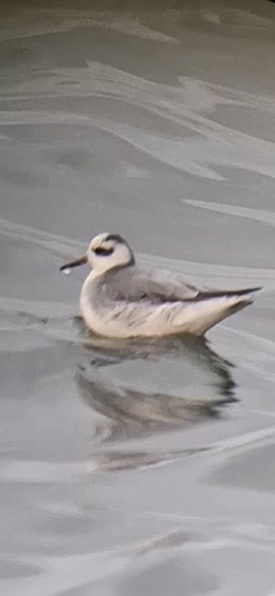 Red Phalarope - ML645847828