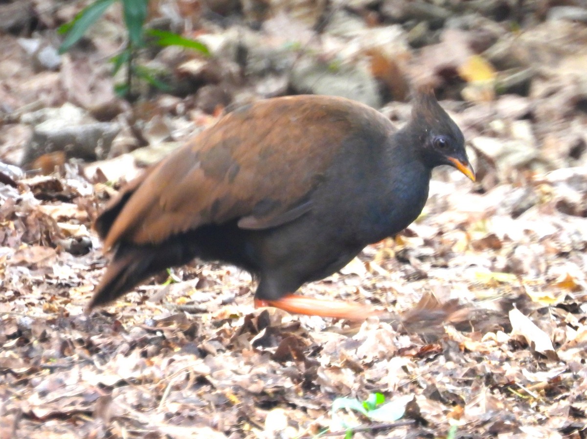 Orange-footed Megapode - ML645847830
